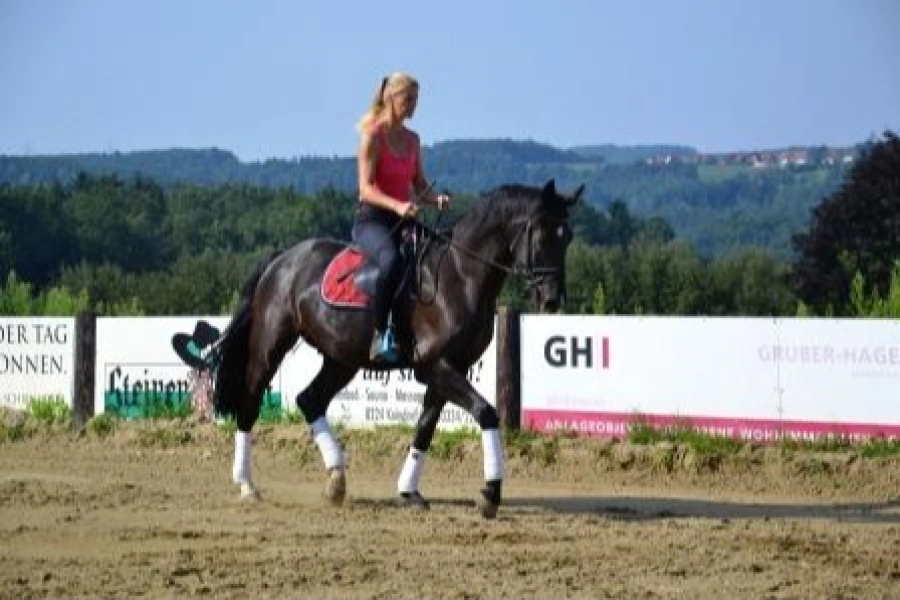 Dressurtraining