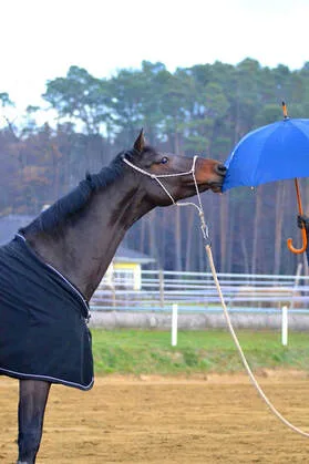 Pferde verstehen lernen – klare Kommunikation für harmonisches Reiten